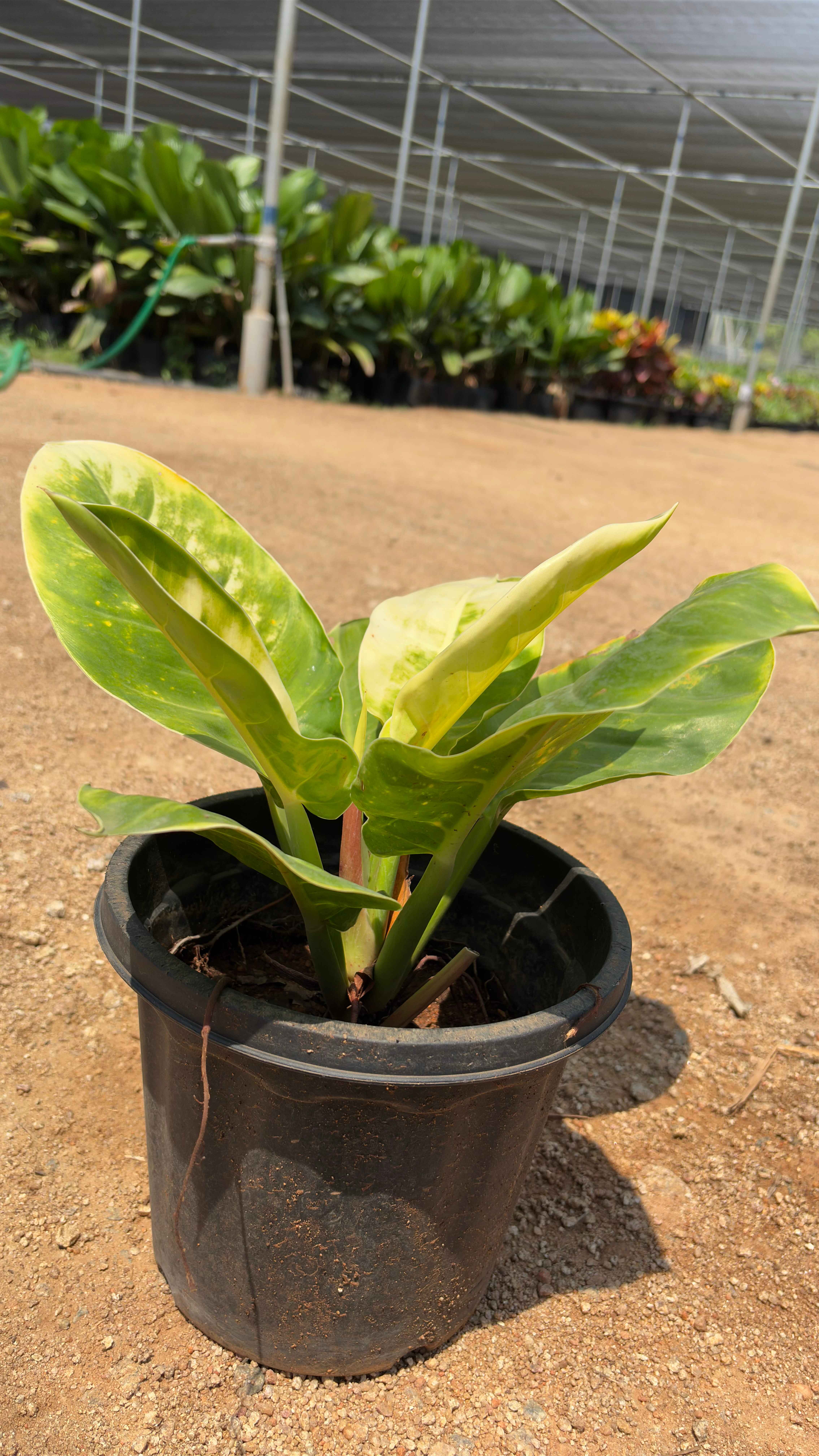 Lime philodendron